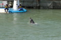 [水族館][いるか島]