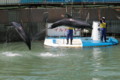 [水族館][いるか島]