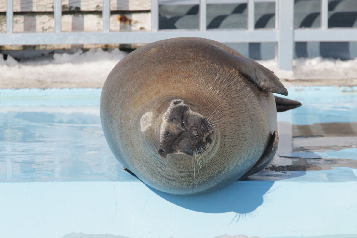 [水族館][とっかりセンター]