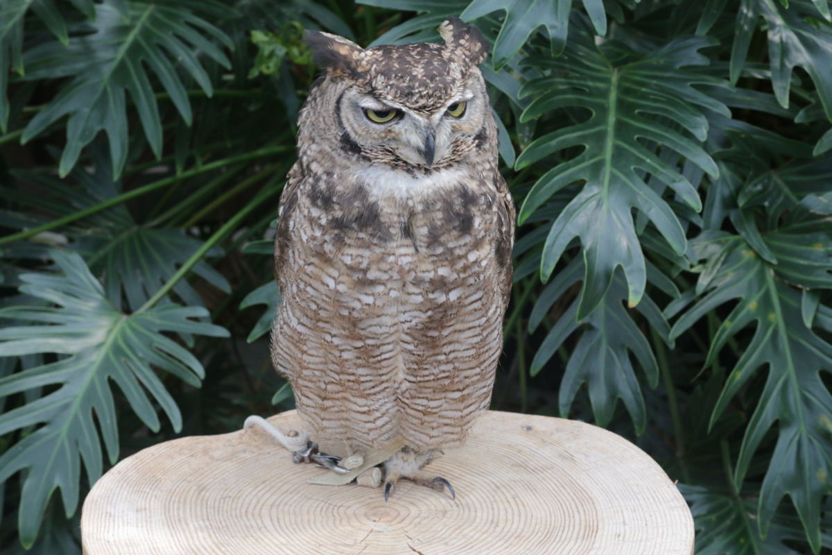 [動物園][掛川花鳥園]