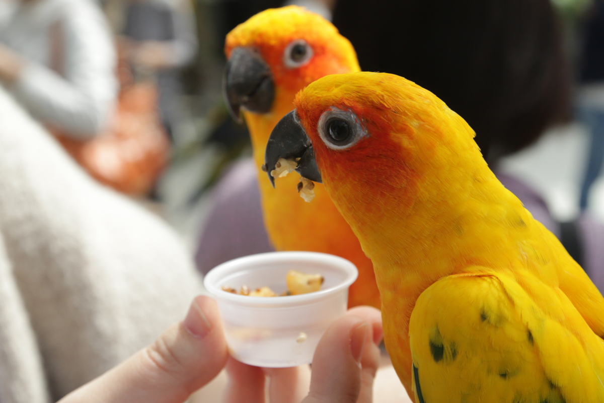 [動物園][掛川花鳥園]