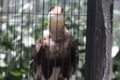 [動物園][掛川花鳥園]