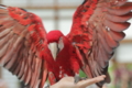 [動物園][掛川花鳥園]