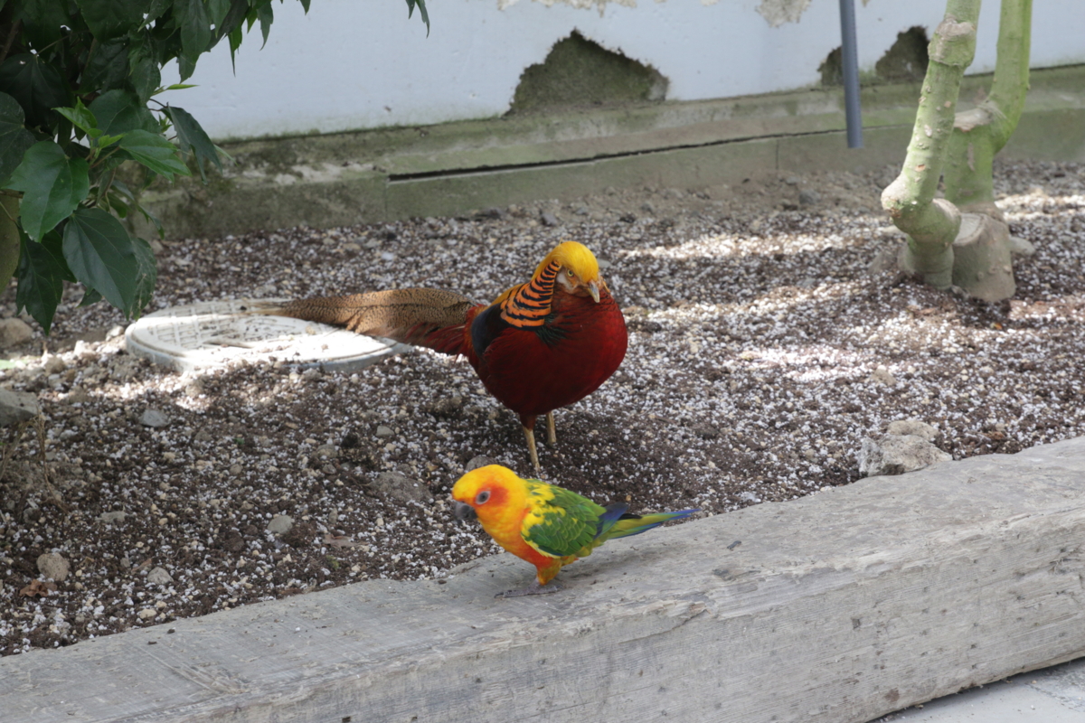 [動物園][掛川花鳥園]