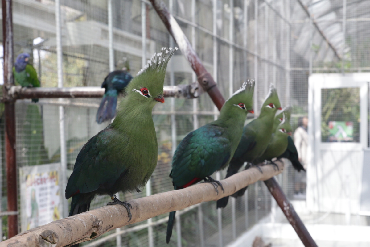 [動物園][掛川花鳥園]