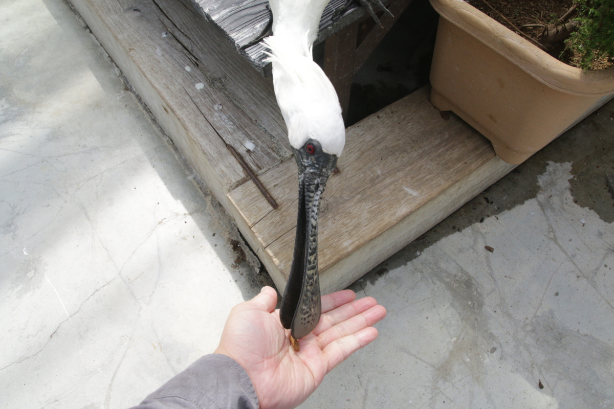 [動物園][掛川花鳥園]