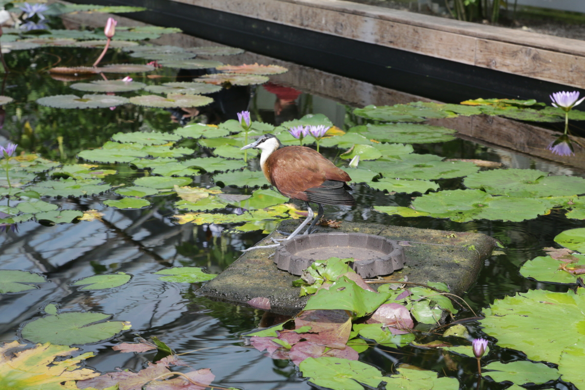 [動物園][掛川花鳥園]