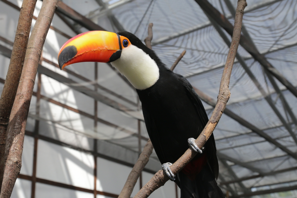 [動物園][掛川花鳥園]