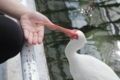 [動物園][掛川花鳥園]