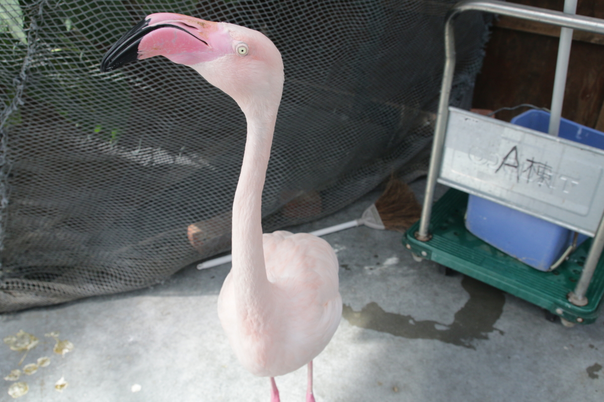 [動物園][掛川花鳥園]