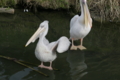 [動物園][掛川花鳥園]