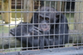 [野毛山動物園][動物園]