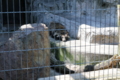 [野毛山動物園][動物園]