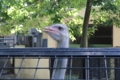 [野毛山動物園][動物園]