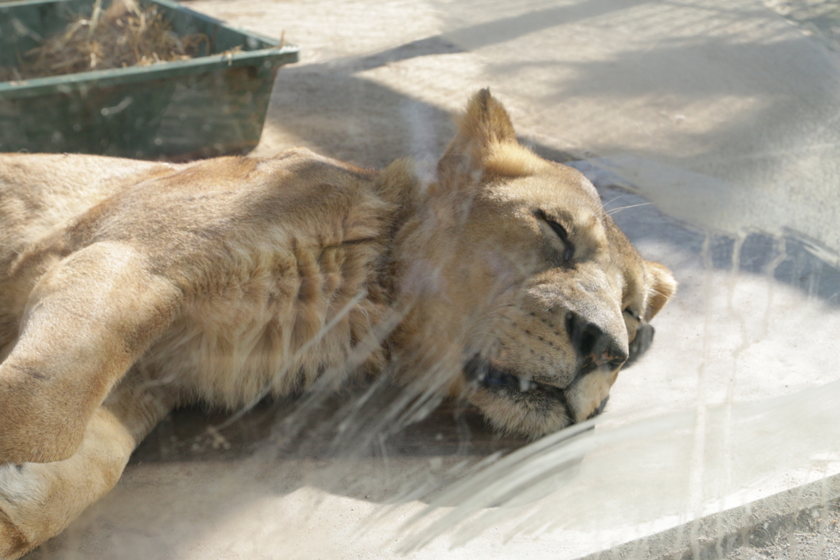 [動物園][京都市動物園]