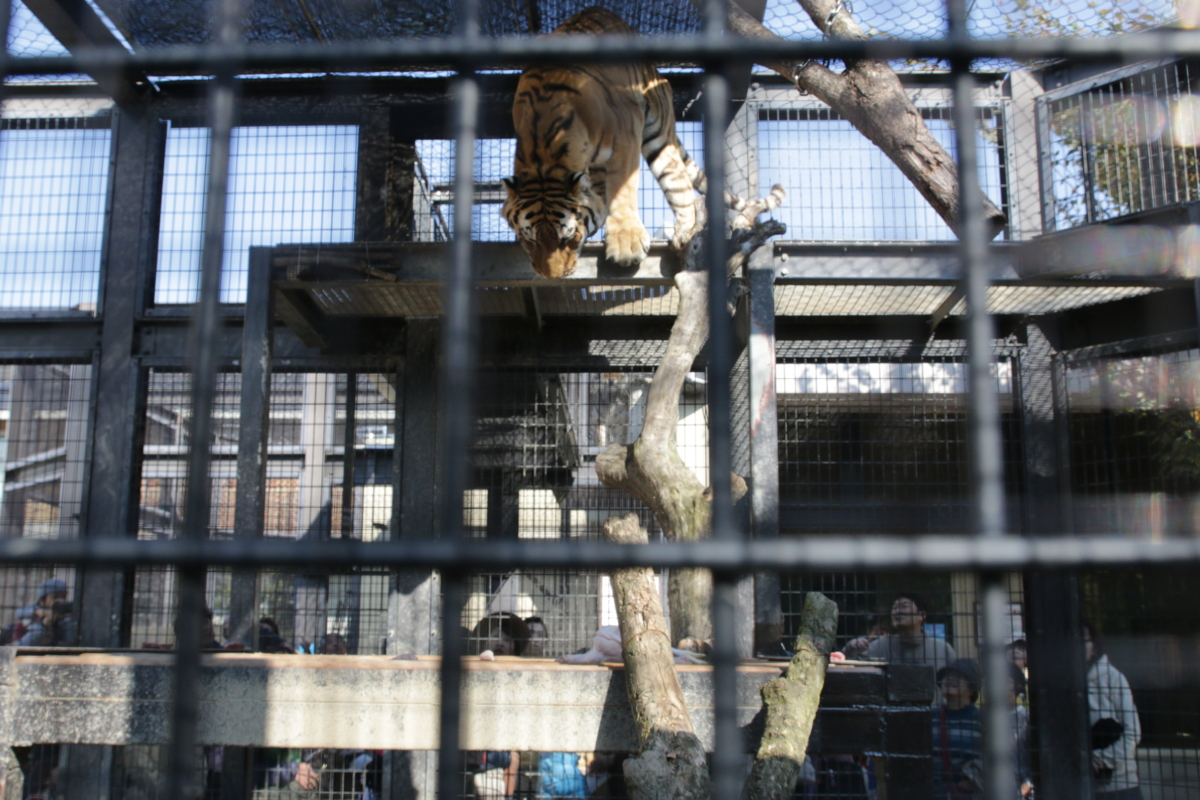 [動物園][京都市動物園]