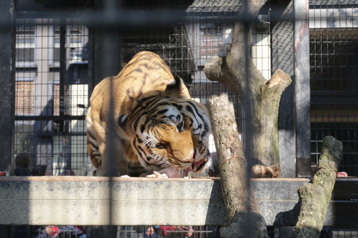 [動物園][京都市動物園]