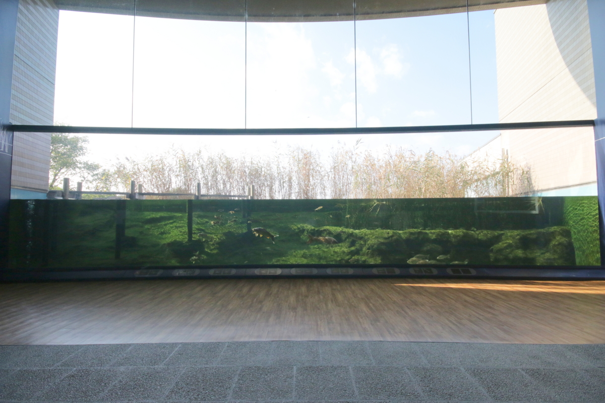 琵琶湖を知る、滋賀県を知る、滋賀県立琵琶湖博物館 （その2）水族館編 - インターネットあっちこっち, image size:1200x800