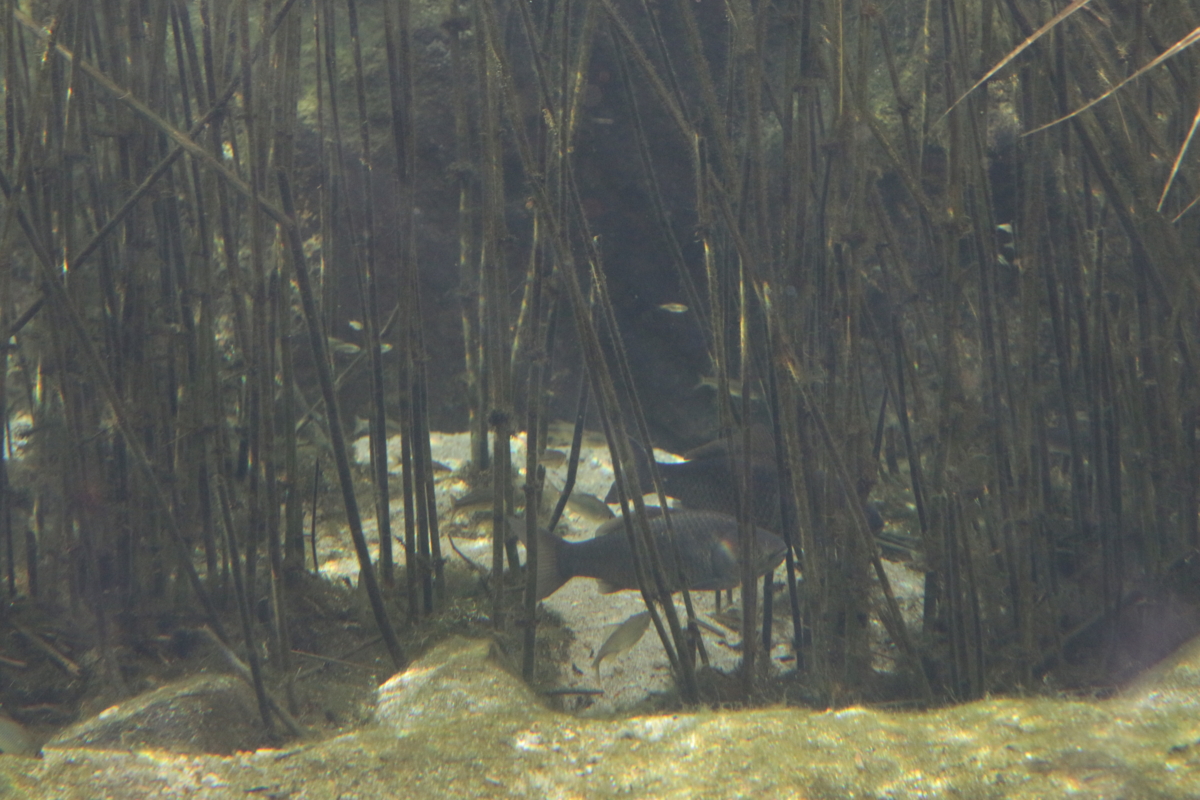 琵琶湖を知る、滋賀県を知る、滋賀県立琵琶湖博物館 （その2）水族館編 - インターネットあっちこっち, image size:1200x800
