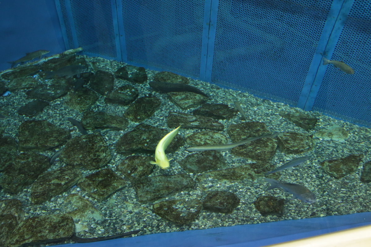 [博物館][水族館][滋賀県立琵琶湖博物館]