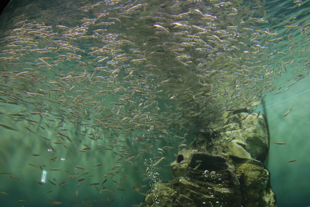 [博物館][水族館][滋賀県立琵琶湖博物館]