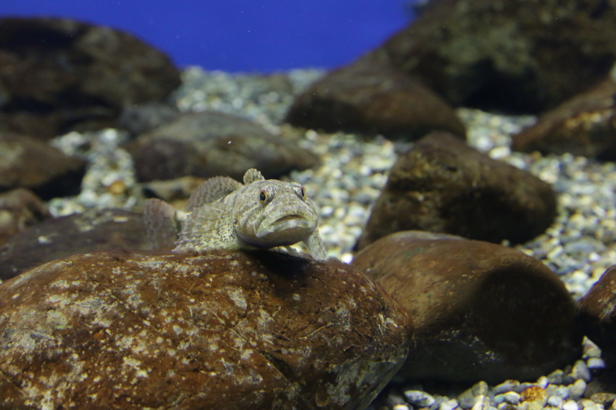 [博物館][水族館][滋賀県立琵琶湖博物館]