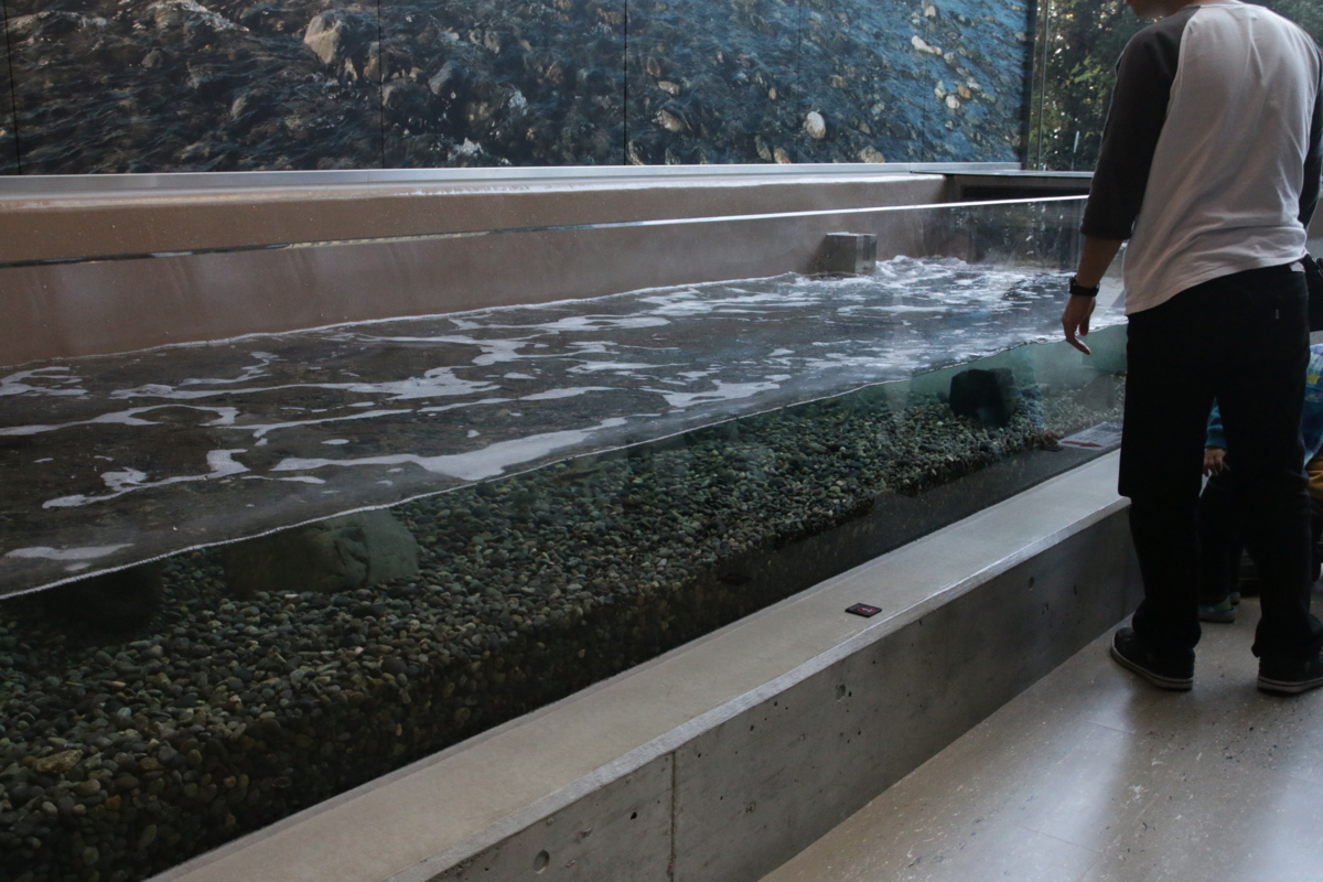 日本の水族館で出会える生き物たち | 2025 年のリアルなLemon8ユーザー体験, image size:1200x800