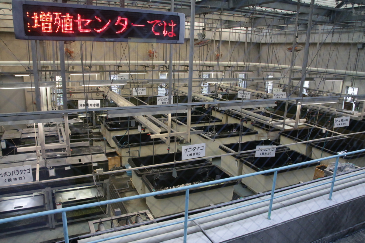 ユーマ未確認生物深海 | TikTok, image size:1200x800