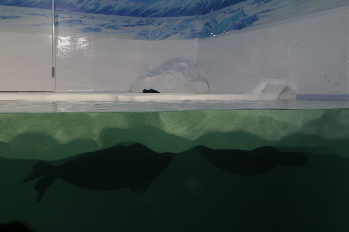 琵琶湖を知る、滋賀県を知る、滋賀県立琵琶湖博物館 （その2）水族館編 - インターネットあっちこっち, image size:1200x800