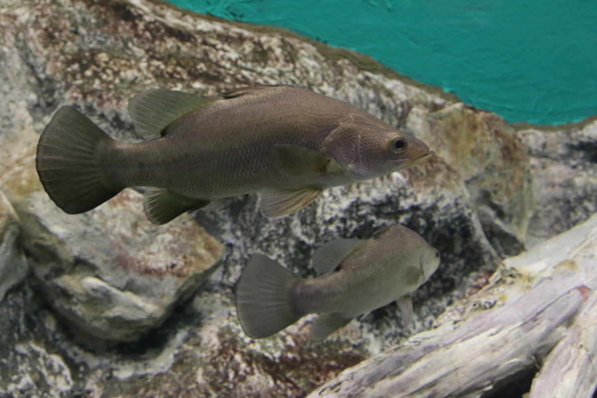 [博物館][水族館][滋賀県立琵琶湖博物館]