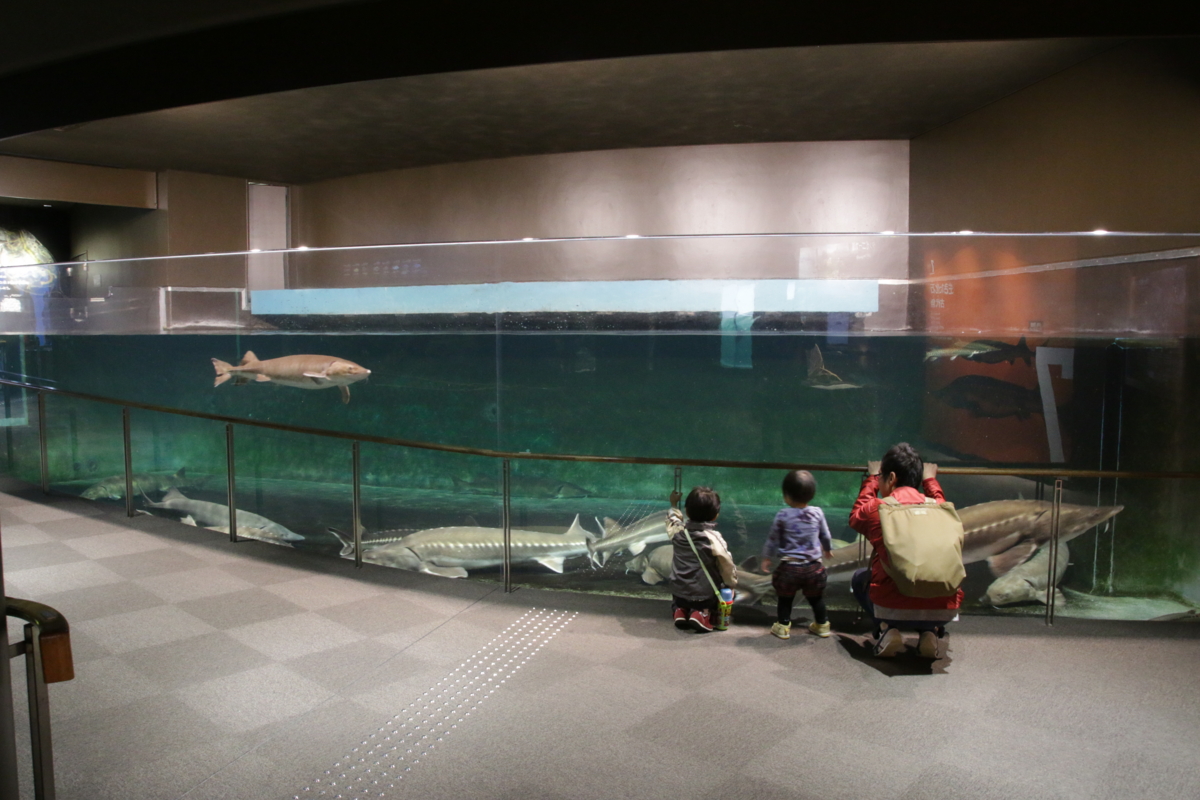 [博物館][水族館][滋賀県立琵琶湖博物館]