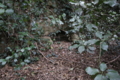 [猿島][軍事遺跡]