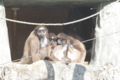 [江戸川区自然動物園][動物園]