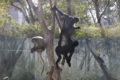 [江戸川区自然動物園][動物園]