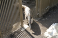 [江戸川区自然動物園][動物園]