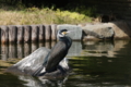 [江戸川区自然動物園][動物園]