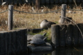 [江戸川区自然動物園][動物園]