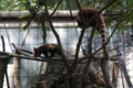 [夢見ヶ崎動物公園][動物園]