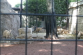 [夢見ヶ崎動物公園][動物園]