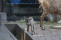 [夢見ヶ崎動物公園][動物園]