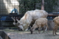 [夢見ヶ崎動物公園][動物園]