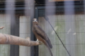 [夢見ヶ崎動物公園][動物園]