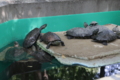 [夢見ヶ崎動物公園][動物園]