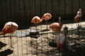 [夢見ヶ崎動物公園][動物園]