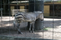 [夢見ヶ崎動物公園][動物園]