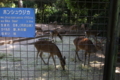 [動物園][夢見ヶ崎動物公園]