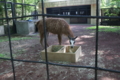 [動物園][夢見ヶ崎動物公園]