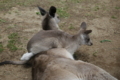 [那須どうぶつ王国][動物園]