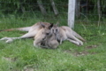 [那須どうぶつ王国][動物園]