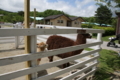 [那須どうぶつ王国][動物園]